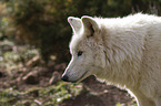 Hudson Bay Wolf