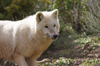 Hudson Bay Wolf