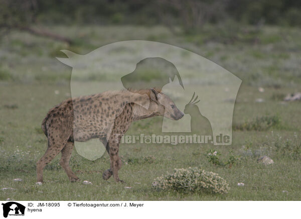 hyena / JM-18095