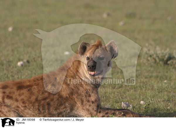 hyena / JM-18098