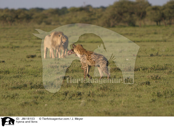 hyena and lions / JM-18103
