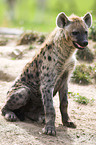 hyena