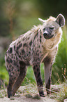 hyena