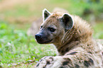 hyena