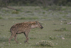 hyena