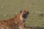 hyena