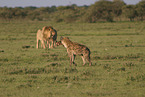 hyena and lions