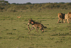 hyena and lions