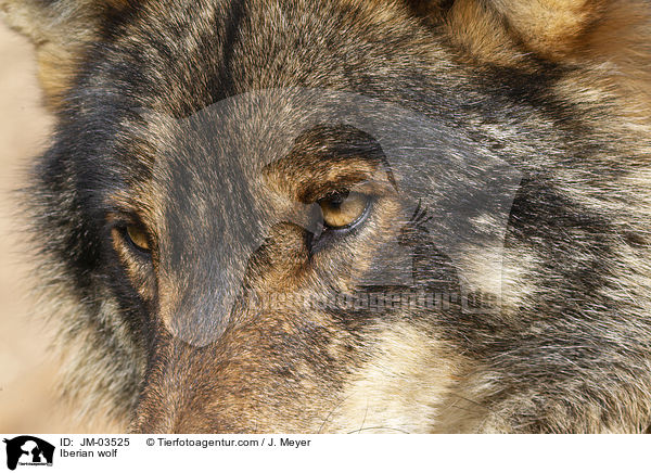Iberian wolf / JM-03525