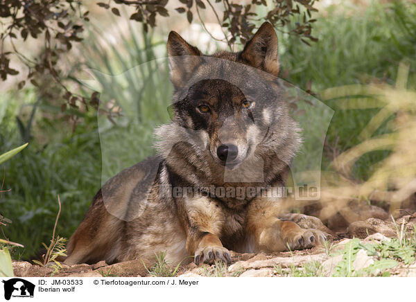 Iberian wolf / JM-03533