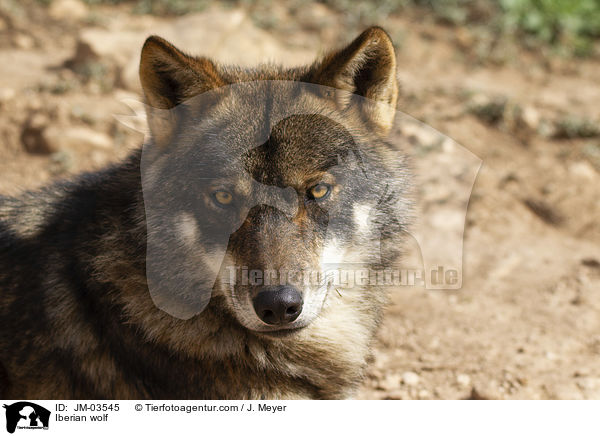 Iberischer Wolf / Iberian wolf / JM-03545