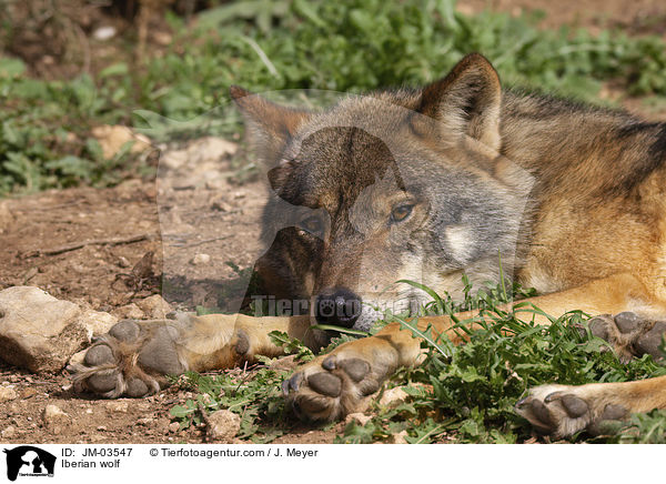 Iberian wolf / JM-03547