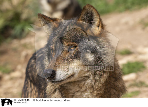Iberian wolf / JM-03548