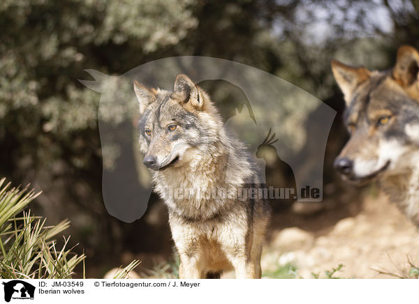 Iberian wolves / JM-03549