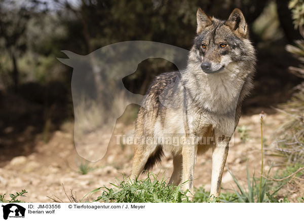 Iberian wolf / JM-03556