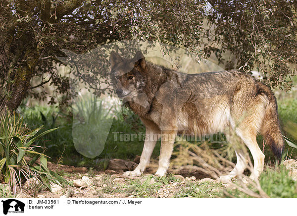 Iberian wolf / JM-03561