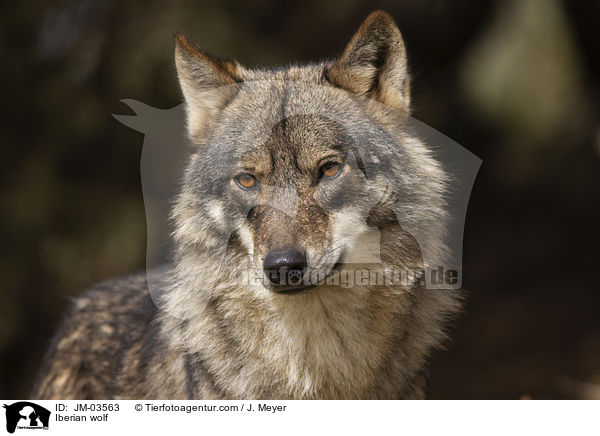 Iberian wolf / JM-03563
