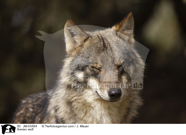 Iberian wolf / JM-03564