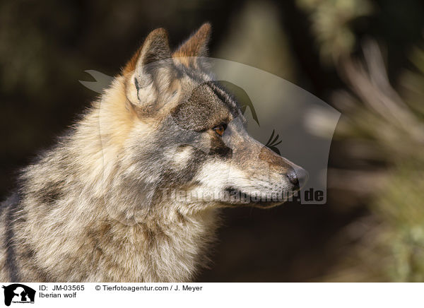 Iberian wolf / JM-03565