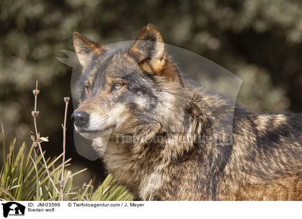 Iberian wolf / JM-03566