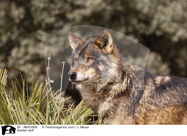 Iberischer Wolf / Iberian wolf / JM-03568