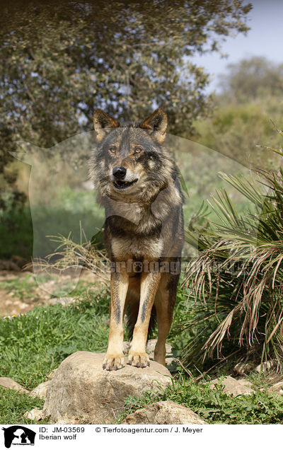 Iberian wolf / JM-03569