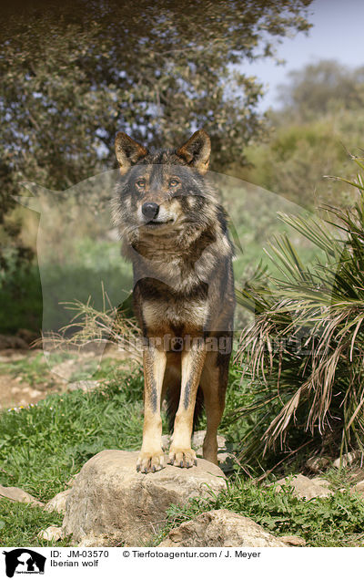 Iberian wolf / JM-03570