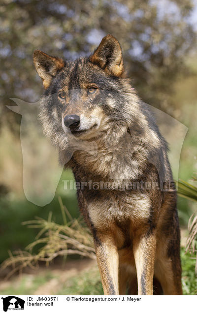 Iberian wolf / JM-03571