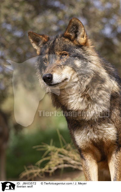 Iberian wolf / JM-03572