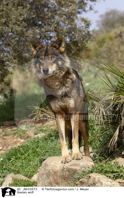 Iberian wolf / JM-03573