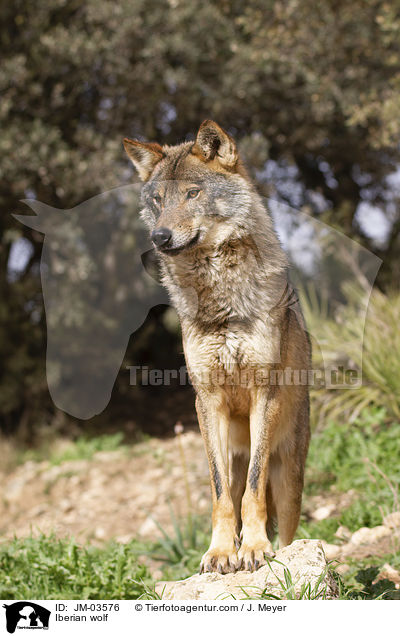 Iberian wolf / JM-03576
