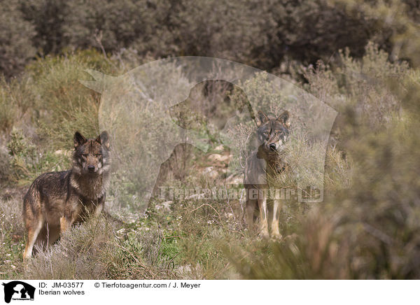 Iberian wolves / JM-03577