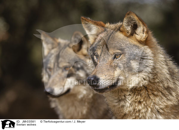 Iberian wolves / JM-03581