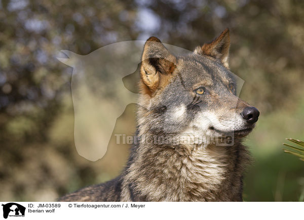 Iberian wolf / JM-03589