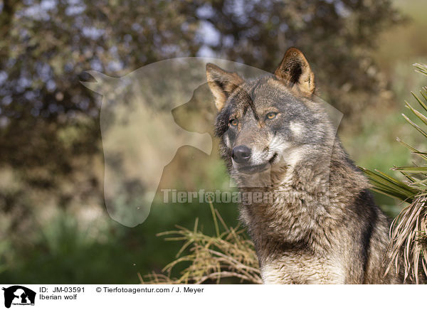 Iberian wolf / JM-03591