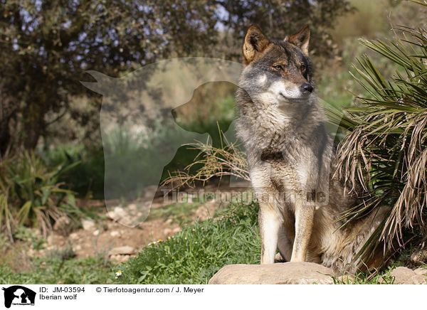 Iberian wolf / JM-03594