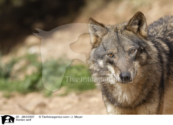 Iberian wolf / JM-03597