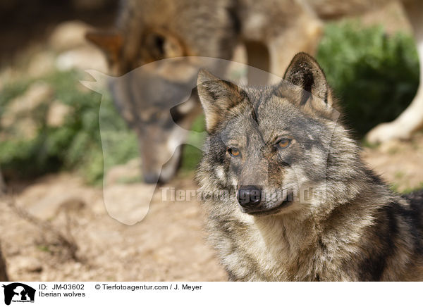 Iberian wolves / JM-03602