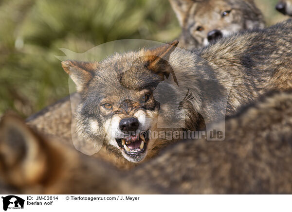 Iberischer Wolf / Iberian wolf / JM-03614