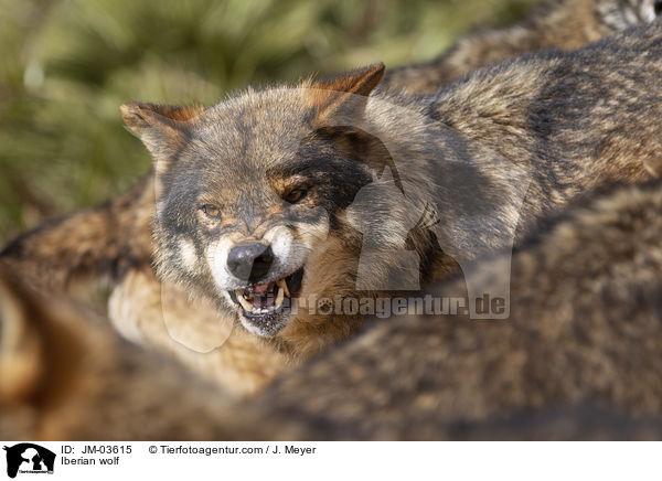 Iberischer Wolf / Iberian wolf / JM-03615