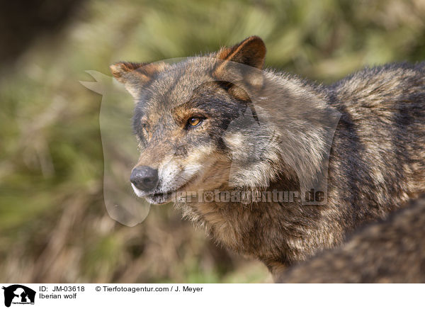 Iberian wolf / JM-03618