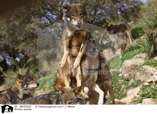 Iberian wolves / JM-03622
