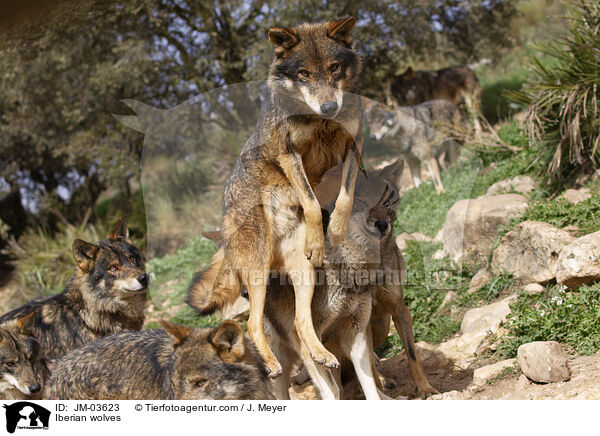 Iberische Wlfe / Iberian wolves / JM-03623
