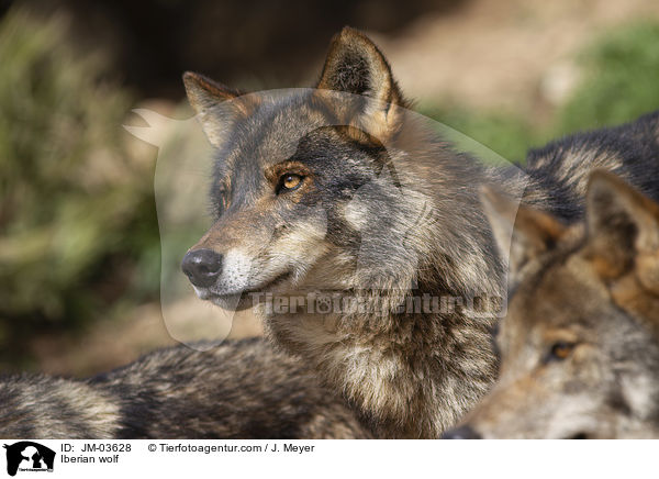 Iberian wolf / JM-03628