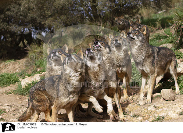 Iberische Wlfe / Iberian wolves / JM-03629