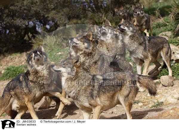 Iberian wolves / JM-03633