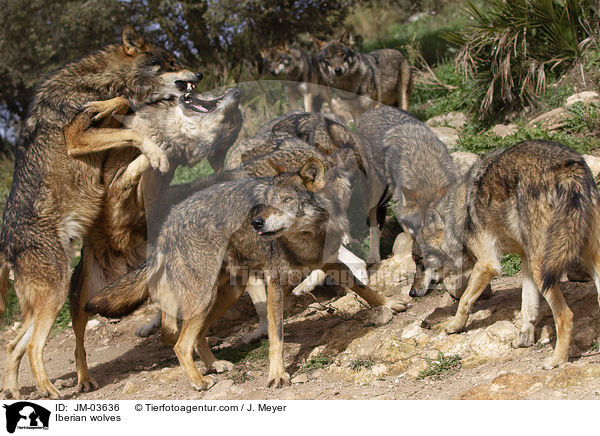 Iberische Wlfe / Iberian wolves / JM-03636