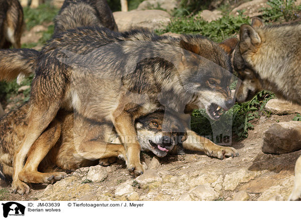 Iberische Wlfe / Iberian wolves / JM-03639