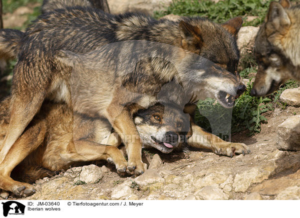 Iberische Wlfe / Iberian wolves / JM-03640