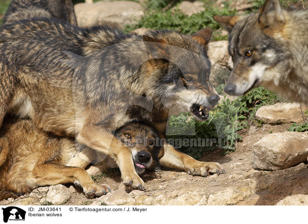 Iberische Wlfe / Iberian wolves / JM-03641